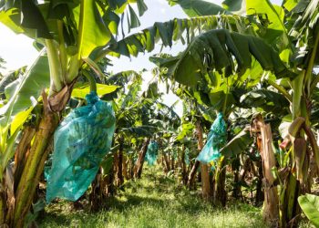 Homicide à N’Zérékoré : une jeune fille égorgée et abandonnée dans une bananeraie