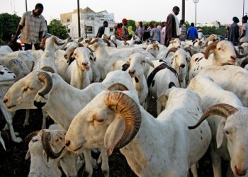 Tabaski en Guinée : entre traditions, préparatifs et partage familial.